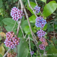 Memecylon umbellatum Burm.f.